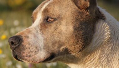 Weniger Hundesteuer in Essen für gefährliche Hunde