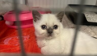 Tierheim schlägt Alarm – volle Gehege und offene Rechnungen
