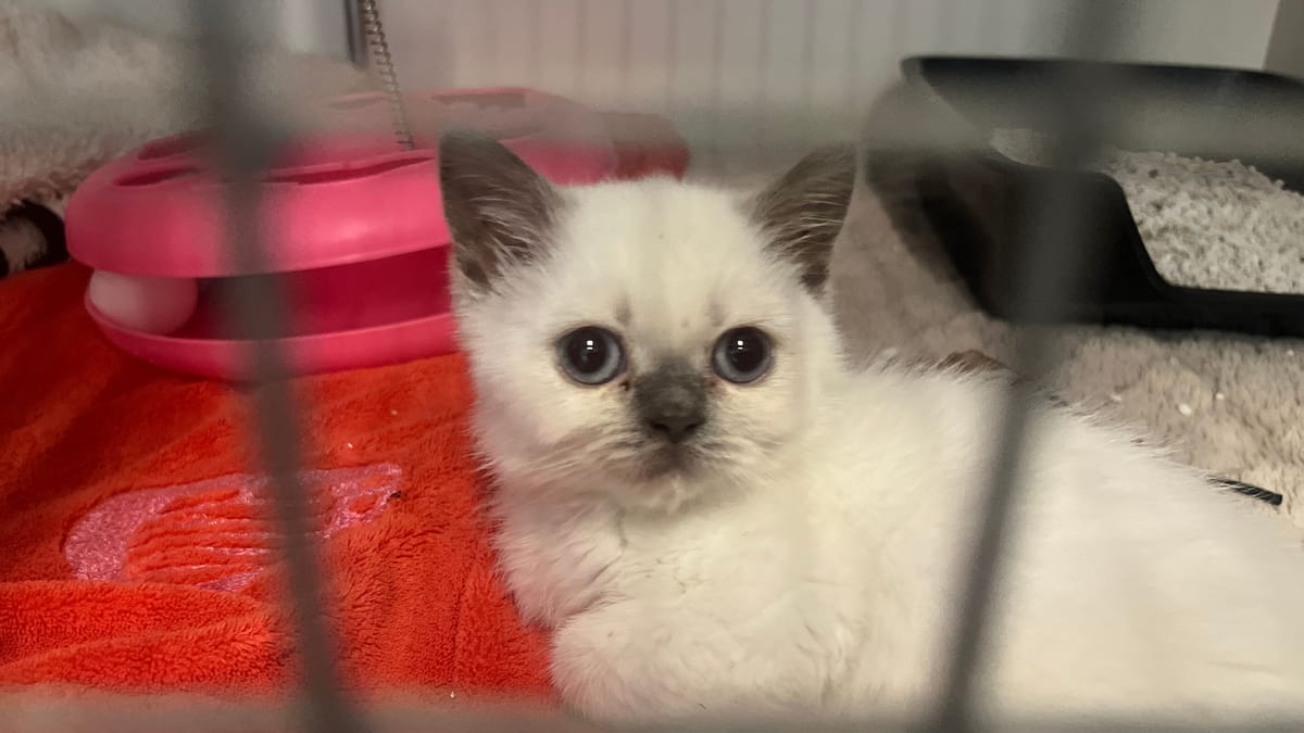 Tierheim schlägt Alarm – volle Gehege und offene Rechnungen