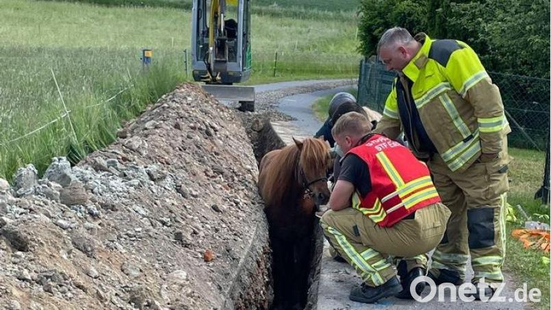 Einsatzkräfte wirken beruhigend auf das Tier ein. Bild: Feuerwehr Dresden