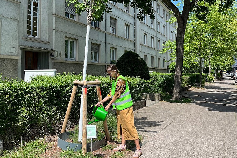 Wasser für Stadtbäume: Hilfe der Anwohnerinnen und Anwohner ist gefragt