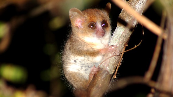 Ein Berthe-Mausmaki sitzt auf einem Ast. © picture alliance Foto: dpa/WWF/Louise Jasper