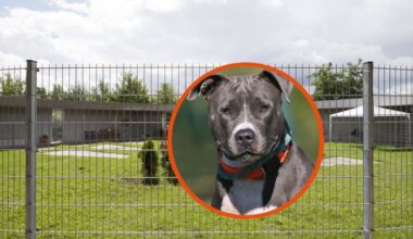 Tierheim Berlin: Trauriger Rekord - Frauke bekommt keine Chance