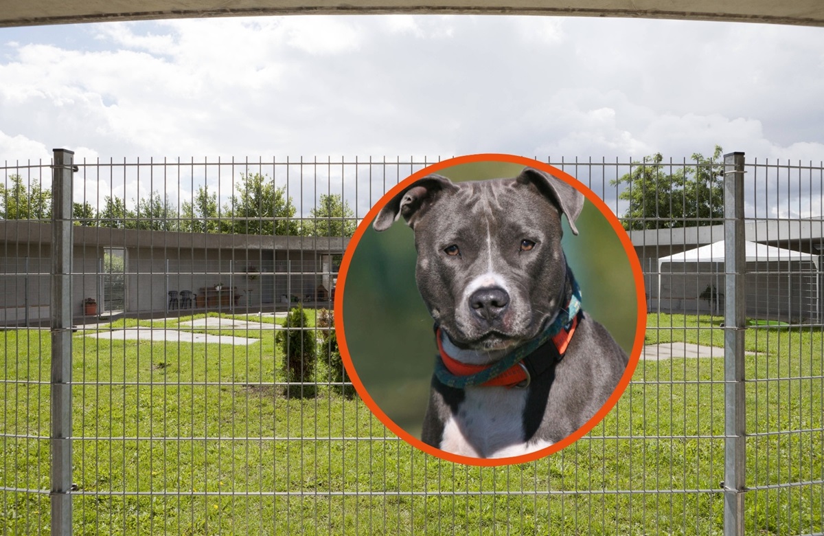 Tierheim Berlin: Trauriger Rekord - Frauke bekommt keine Chance