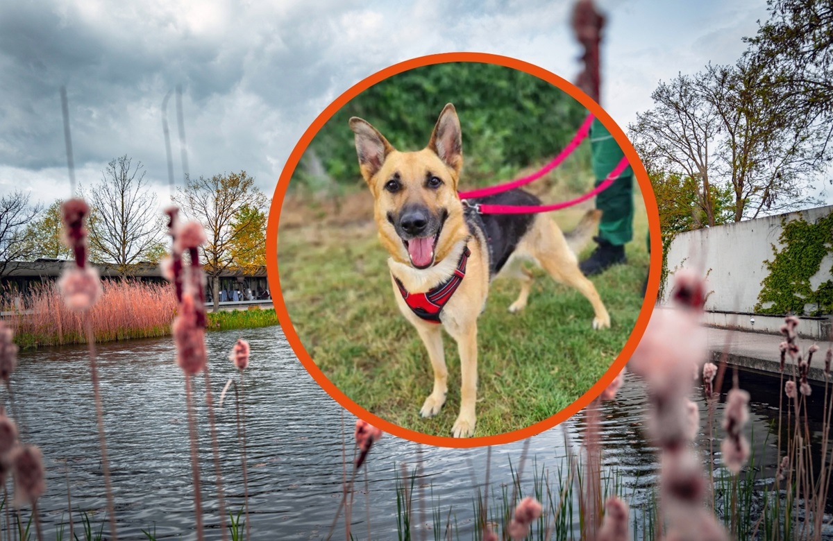 Tierheim Berlin: Hündin muss Brille tragen – der Grund macht traurig