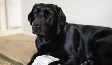 Vernachlässigter Hundeopi Max sucht neues Zuhause