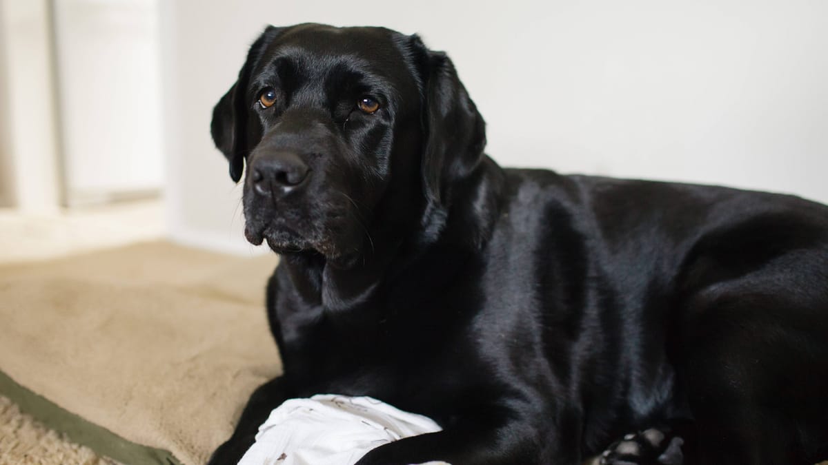 Vernachlässigter Hundeopi Max sucht neues Zuhause