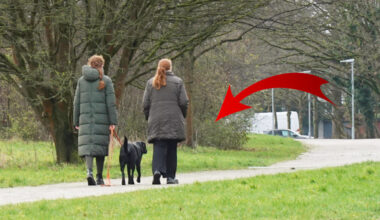 Bochum: Immer wieder Attacken gegen Hunde – „Asozialer Abschaum“