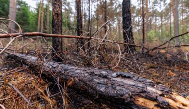 Tennenloher Forst - Waldbrand bei Erlangen gelöscht - Bayern