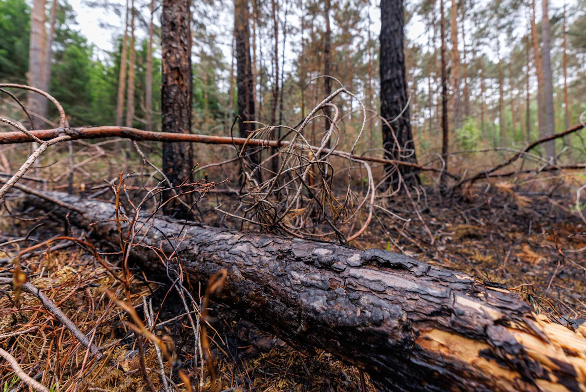 Tennenloher Forst - Waldbrand bei Erlangen gelöscht - Bayern