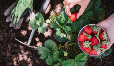 Erdbeeren selbst pflücken – Diese Höfe bietet es an