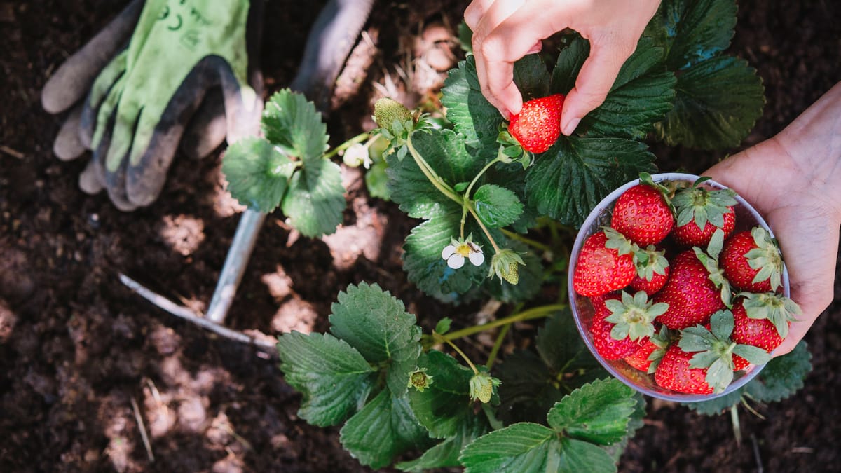 Erdbeeren selbst pflücken – Diese Höfe bietet es an