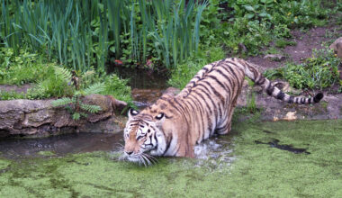 Spannende Tierwelt und vietnamesische Kultur bei den Entdeckertage Asien im Zoo Leipzig - Stadt Leipzig