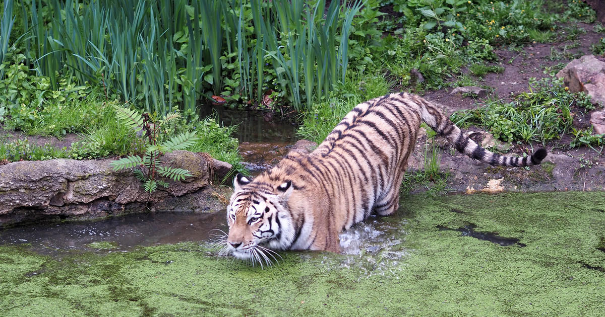 Spannende Tierwelt und vietnamesische Kultur bei den Entdeckertage Asien im Zoo Leipzig - Stadt Leipzig