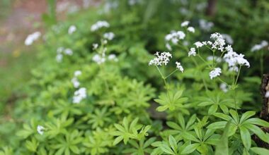 Bonn | Waldmeister-Aroma: Maibowle schmeckt mit und ohne Alkohol