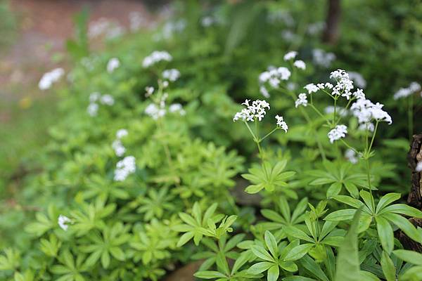Bonn | Waldmeister-Aroma: Maibowle schmeckt mit und ohne Alkohol