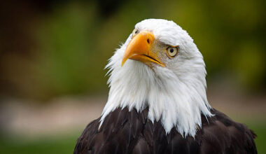 Flieg, Donald: Adler in Berlebeck abgehauen