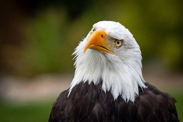Flieg, Donald: Adler in Berlebeck abgehauen