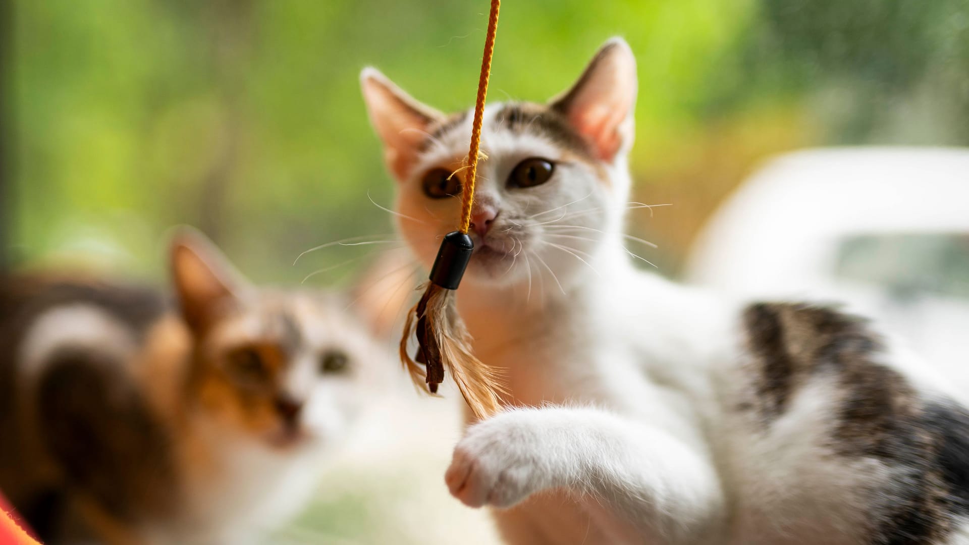 Das Nürnberger Tierheim sucht öffentlich nach potenziellen neuen Besitzern für ihre Sorgenkinder wie hier Tallolah.