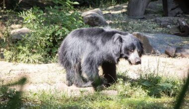Zoo Leipzig: Trauriger Abschied! Besucher-Liebling zieht weiter
