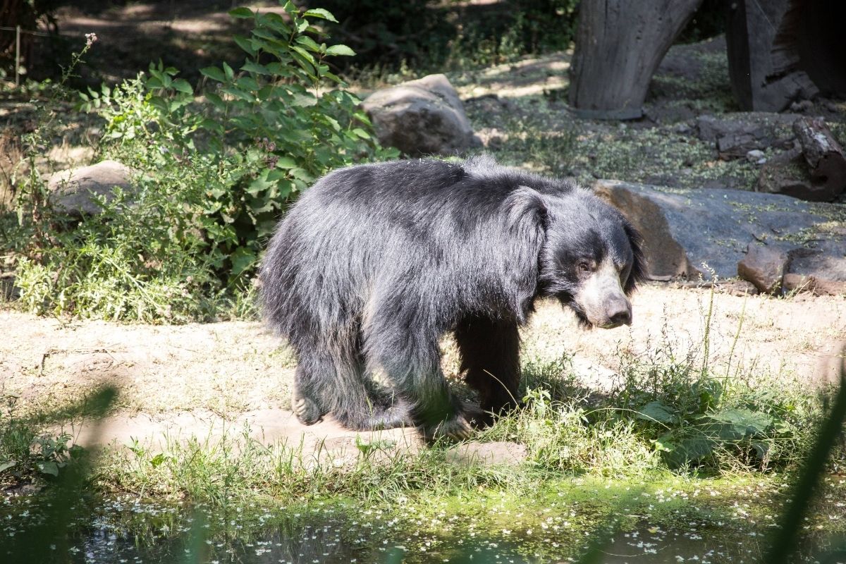 Zoo Leipzig: Trauriger Abschied! Besucher-Liebling zieht weiter
