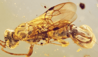 Forscher Volker Lohrmann liebt Insekten – Warum eigentlich?