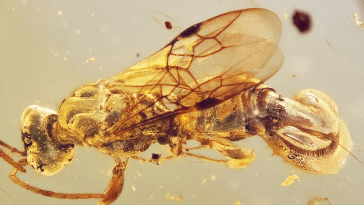 Forscher Volker Lohrmann liebt Insekten – Warum eigentlich?