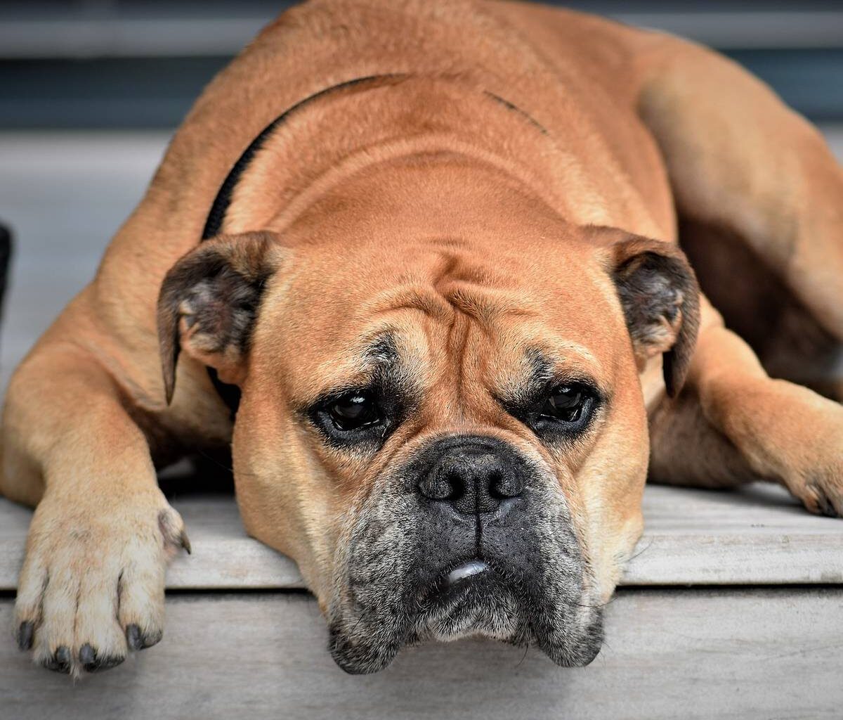 Hohe Hundesteuer in Bochum - Radio Bochum