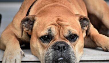 Hohe Hundesteuer in Bochum - Radio Bochum