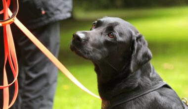 Polizei Dortmund warnt vor Hunde-Hasser – HIER droht tödliche Gefahr!