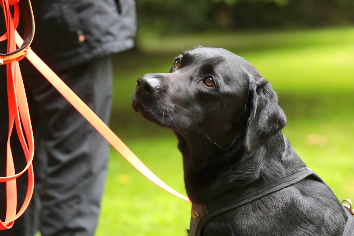 Polizei Dortmund warnt vor Hunde-Hasser – HIER droht tödliche Gefahr!