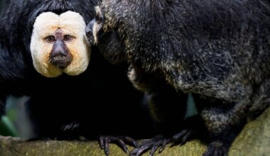 Empörung über Zoo-Besucher in Tschechien
