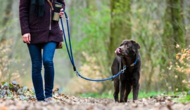 Das droht Hundehaltern bei Verstößen