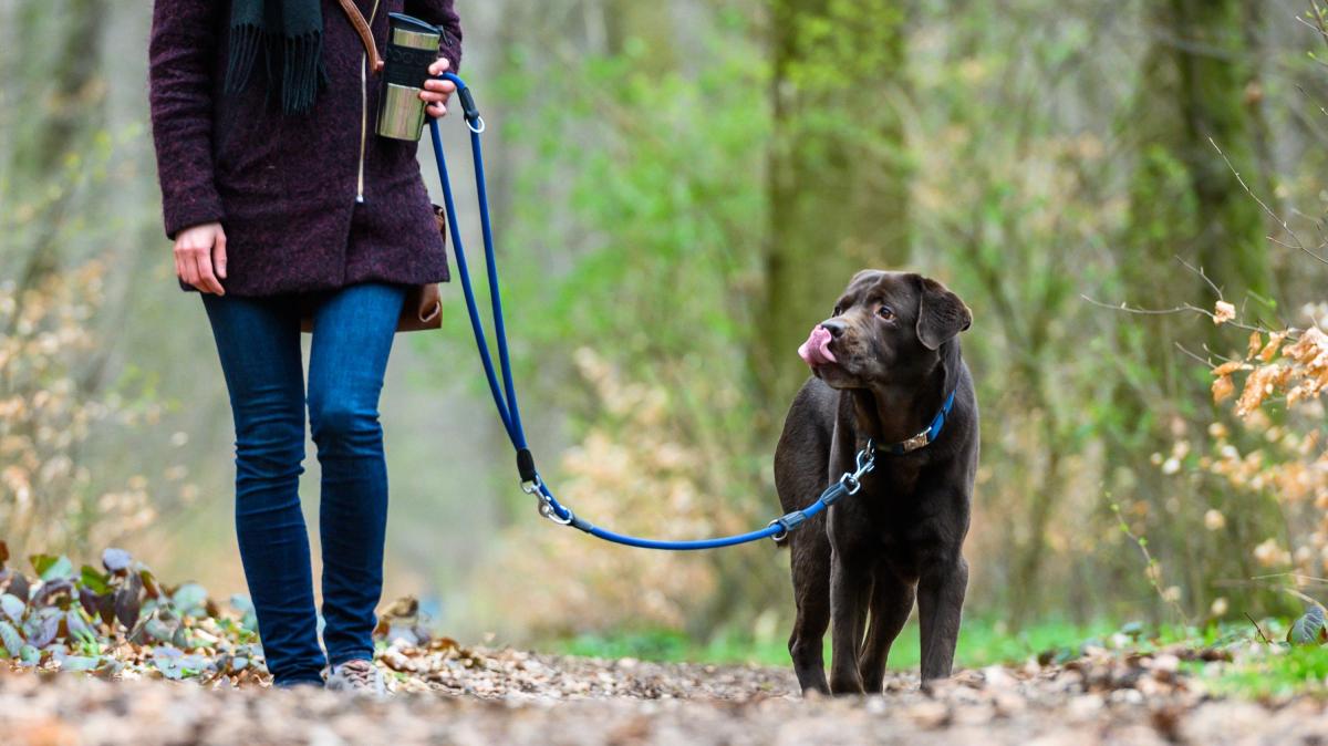 Das droht Hundehaltern bei Verstößen