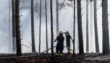 Dürre in Deutschland: Erster Waldbrand in Brandenburg - Kiefern brennen | Regional