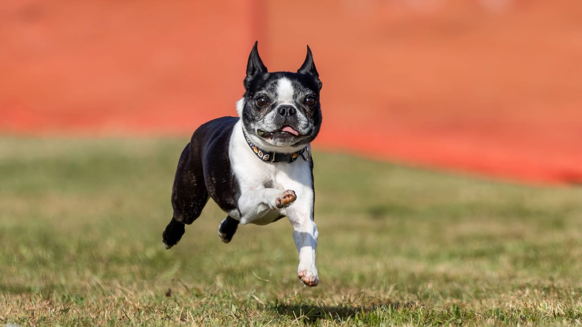 Ein Boston Terrier (Symbolbild): Hund Tobi war bereits vermittelt – jetzt sitzt er wieder im Tierheim.