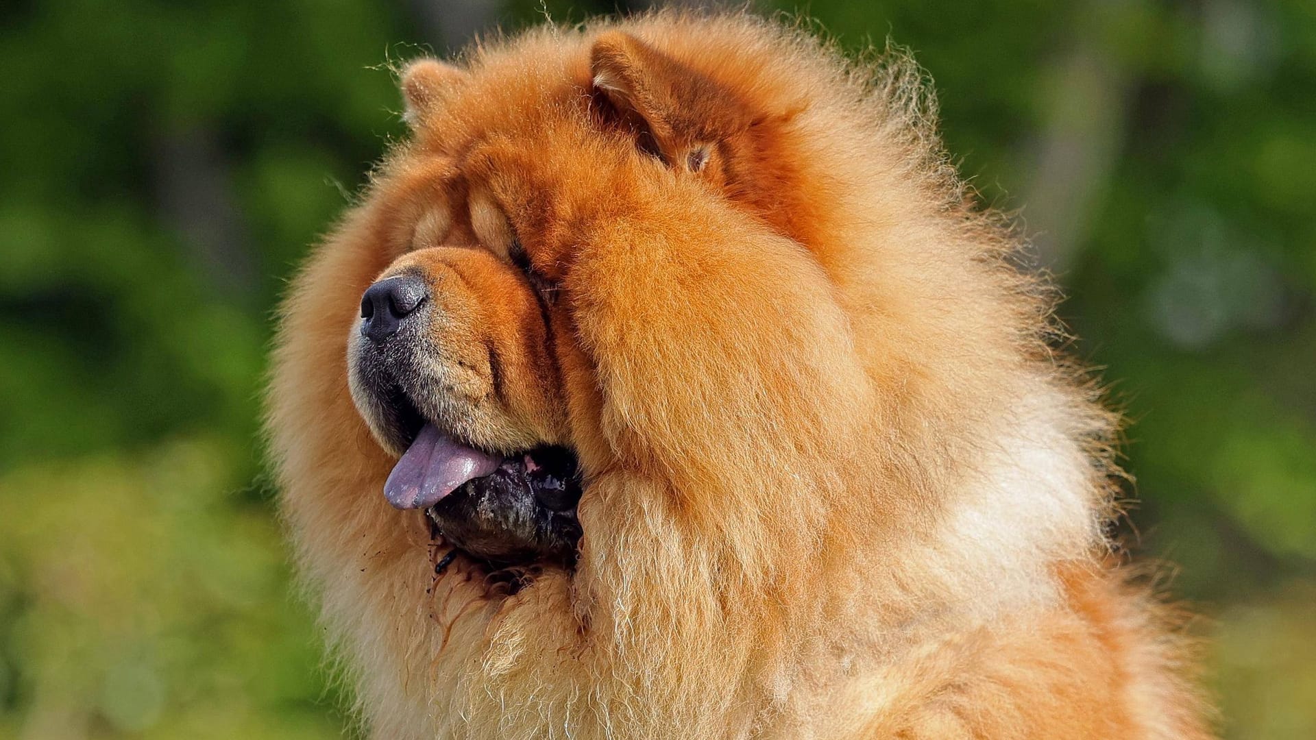 Ein Chow Chow auf einer Blumenwiese (Symbolbild): Das Fell der Hunde braucht extra viel Pflege.