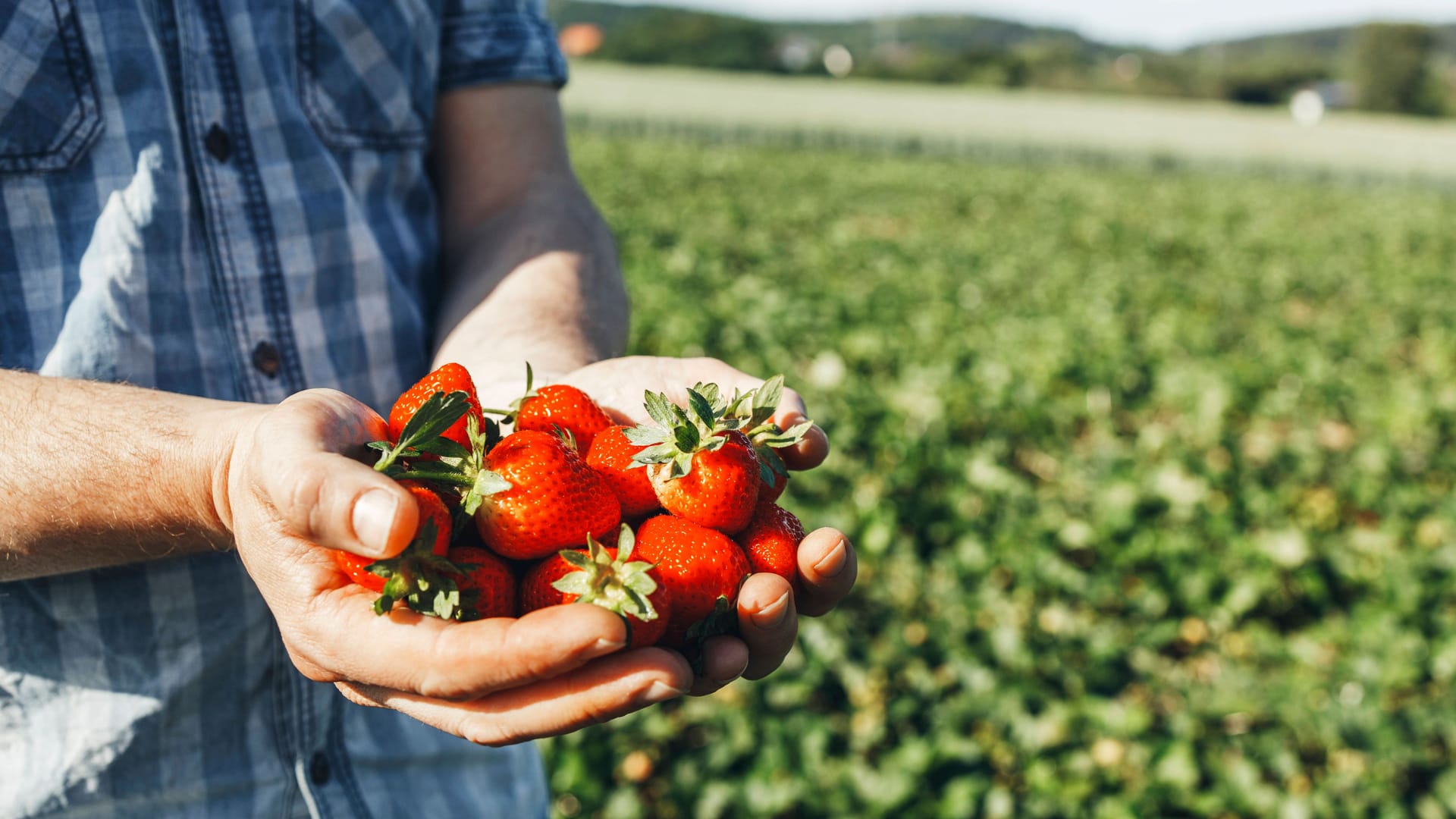 Ein Mann hält neben einem Feld Erdbeeren in der Hand (Symbolbild): In der Region gibt es einige Selbstpflückfelder.