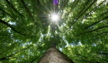Sonnige Woche in Bremen und Niedersachsen – Waldbrandgefahr