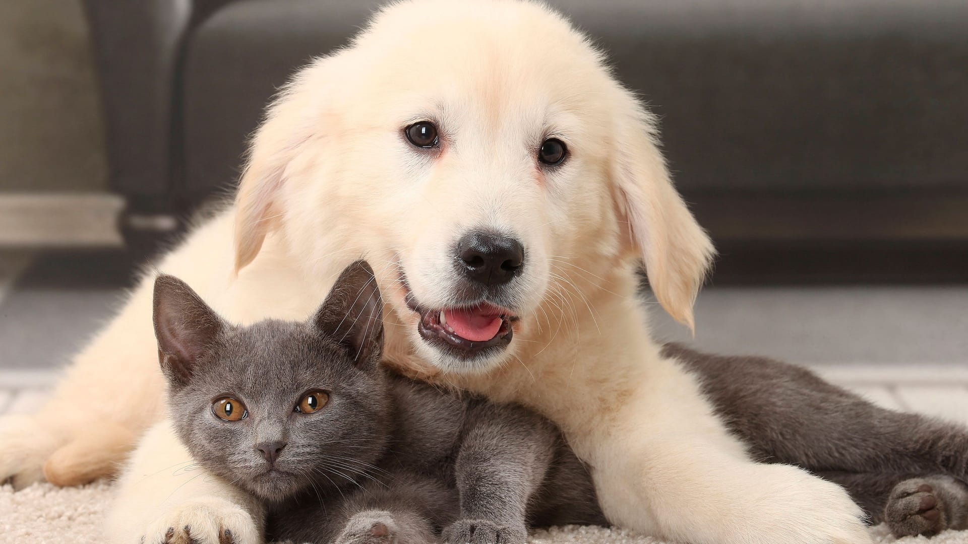 Eine Katze und ein Hund kuscheln miteinander (Archivbild):