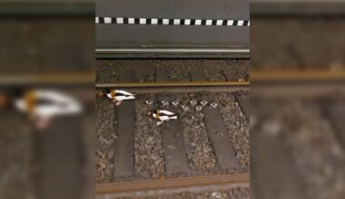 Enten im Gleis: S-Bahnverkehr in Hamburg-Altona stundenlang gesperrt | NDR.de - Nachrichten