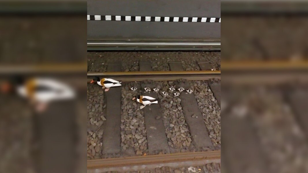 Enten im Gleis: S-Bahnverkehr in Hamburg-Altona stundenlang gesperrt | NDR.de - Nachrichten