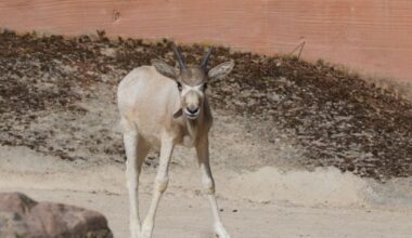Nachwuchs bei Somali-Wildeseln und Addax-Antilopen