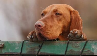 Hund Ari weint vor Traurigkeit – Wer nimmt den Rüden?