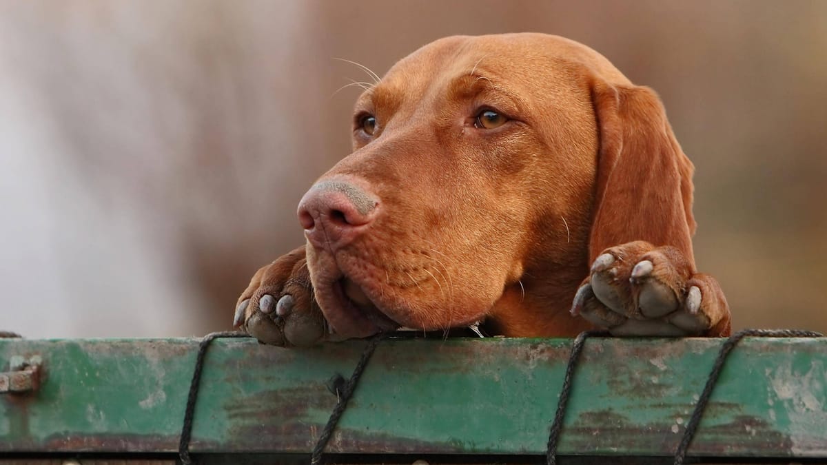 Hund Ari weint vor Traurigkeit – Wer nimmt den Rüden?