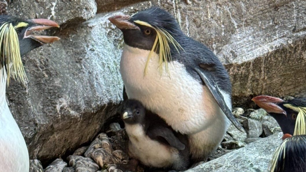 Felsenpinguin-Küken im Pinguin-Kiez des Zoo Berlin: Der Nachwuchs erblickte bereits am 30. April das Licht der Welt.