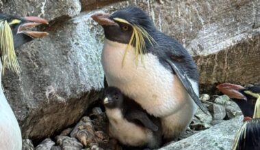 Berlin Zoo feiert seltenen Felsenpinguin-Nachwuchs