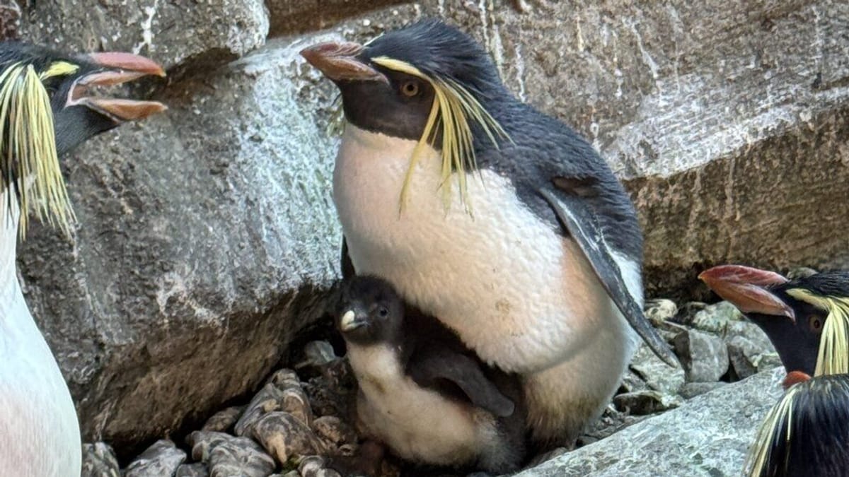 Berlin Zoo feiert seltenen Felsenpinguin-Nachwuchs