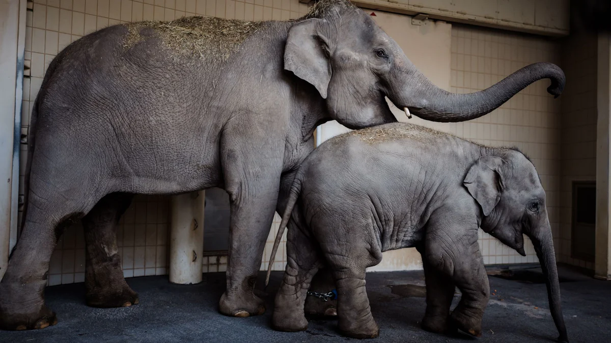 München: Zwei neue Elefanten im Tierpark Hellabrunn - München