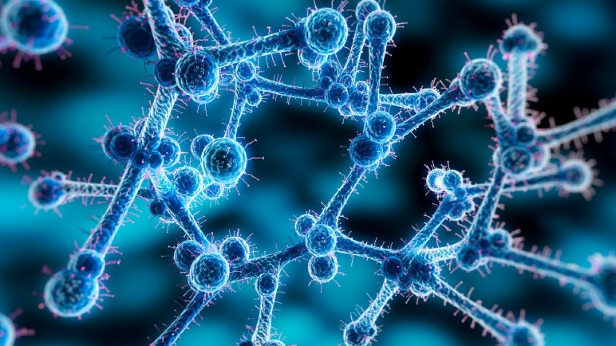 Candidozyma auris: Sterblichkeitsrate von 60 Prozent – Behörden warnen vor Killerpilz